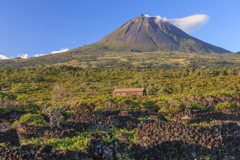 Pico island, Azores. Vineyards and mountain