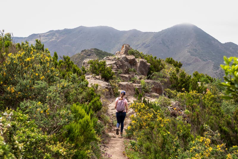Pico verde backvy på aktiv kvinna som går på vandringsspår till avlägsna byar masca i teno bergmassif tenerife royaltyfria bilder