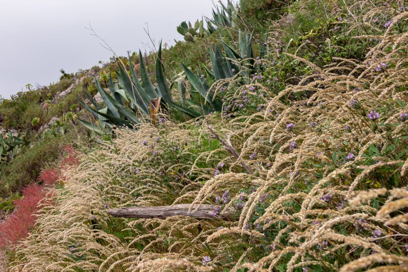Pico verde-blomningsanläggningar längs kustvandringsspåret nära masca teno-bergmassivtenerife arkivfoton