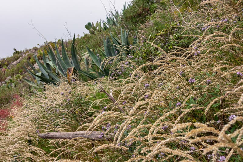 Pico verde-blomningsanläggningar längs kustvandringsspåret nära masca teno-bergmassivtenerife royaltyfri bild