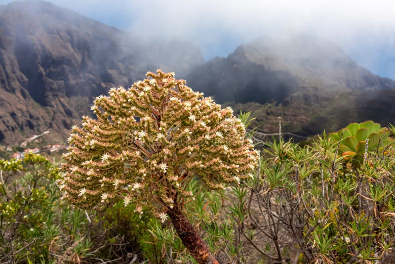 Pico verde blooming aeonium urbicum-blomma med scenvy på teno bergsskala och atlantiska tenerife-kanariska öar. arkivfoton