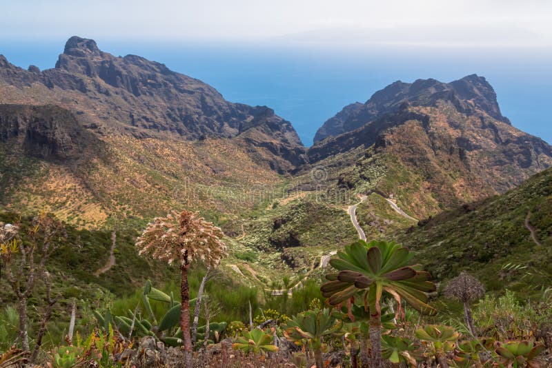Pico verde blooming aeonium urbicum-blomma med scenvy på teno bergsskala och atlantiska tenerife-kanariska öar. royaltyfria foton