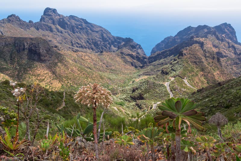 Pico verde blooming aeonium urbicum-blomma med scenvy på teno bergsskala och atlantiska tenerife-kanariska öar. royaltyfri fotografi