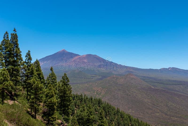 Pico verde canarian pine tree-skog med panoramavik på vulcano pico del teide tenerife spain. royaltyfri bild