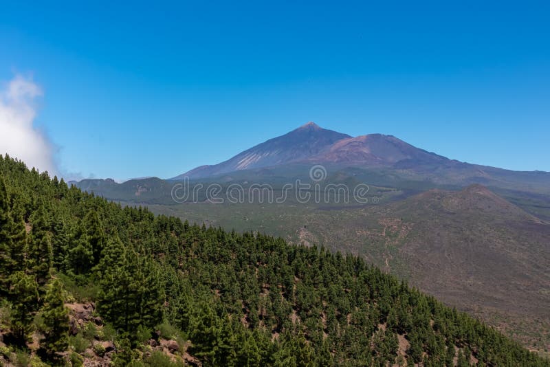 Pico verde canarian pine tree-skog med panoramavik på vulcano pico del teide tenerife spain. royaltyfria foton