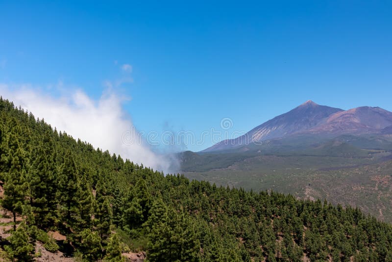 Pico verde canarian pine tree-skog med panoramavik på vulcano pico del teide tenerife spain. arkivfoto