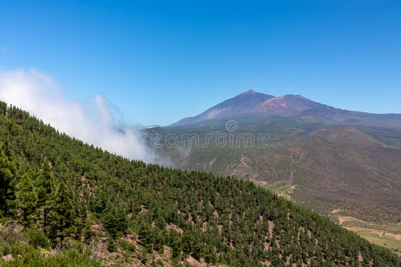 Pico verde canarian pine tree-skog med panoramavik på vulcano pico del teide tenerife spain. Scenvy på vulcano pico del teide omgiven av kanariska pinjeträdsskogar teno bergsområde tenerife canary Islands spain europe. vandring från santiago till masca-byn via pico verde