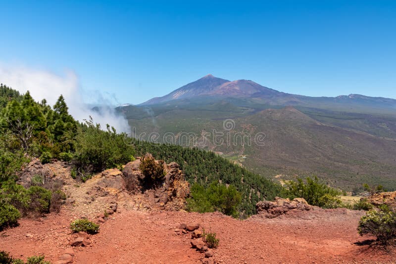 Pico verde canarian pine tree-skog med panoramavik på vulcano pico del teide tenerife spain. royaltyfri bild