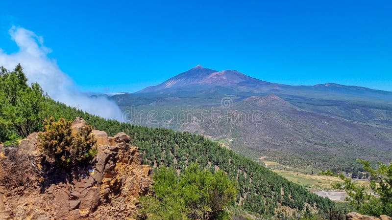 Pico verde canarian pine tree-skog med panoramavik på vulcano pico del teide tenerife spain. royaltyfri bild