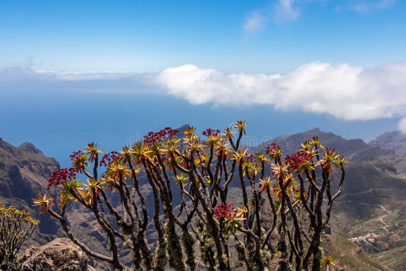 Pico verde euphorbia atropurpurea-blomma med scenvy på teno bergsskala och atlantiska tenerife-kanariska öar. royaltyfria bilder