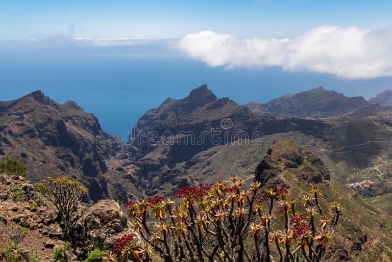 Pico verde euphorbia atropurpurea-blomma med scenvy på teno bergsskala och atlantiska tenerife-kanariska öar. royaltyfri bild
