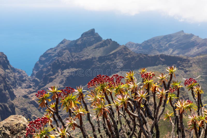 Pico verde euphorbia atropurpurea-blomma med scenvy på teno bergsskala och atlantiska tenerife-kanariska öar. royaltyfria foton