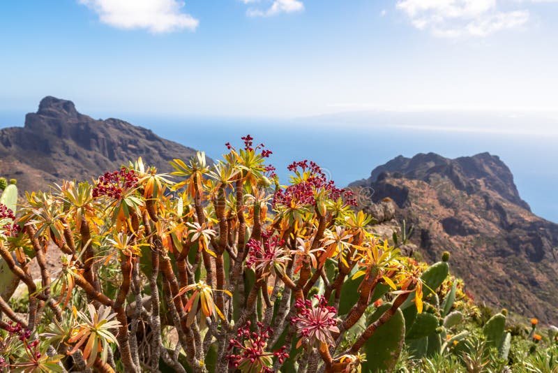 Pico verde euphorbia atropurpurea-blomma med scenvy på teno bergsskala och atlantiska tenerife-kanariska öar. royaltyfri bild