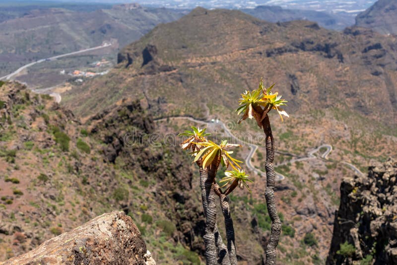 Pico verde euphorbia atropurpurea-blomma med scenvy på teno bergsskala och atlantiska tenerife-kanariska öar. fotografering för bildbyråer
