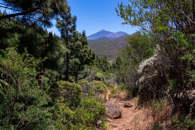 Pico verde hiking trail genom trädskogen för lush-grön tallrik med tallvedsträd, med visning på pico del teide tenerife spain. arkivfoton