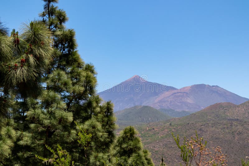 Pico verde hiking trail genom trädskogen för lush-grön tallrik med tallvedsträd, med visning på pico del teide tenerife spain. royaltyfria bilder