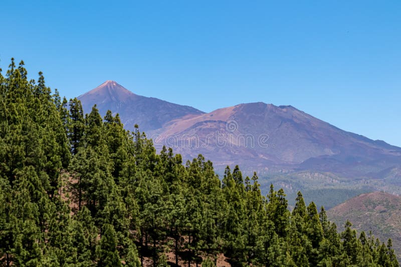 Pico verde hiking trail genom trädskogen för lush-grön tallrik med tallvedsträd, med visning på pico del teide tenerife spain. royaltyfri fotografi