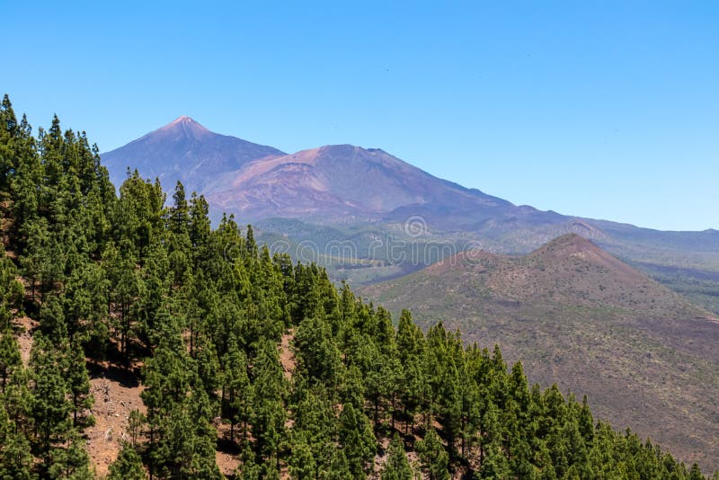 Pico verde hiking trail genom trädskogen för lush-grön tallrik med tallvedsträd, med visning på pico del teide tenerife spain. royaltyfria foton