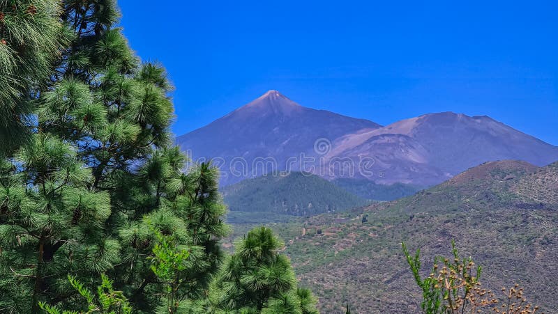Pico verde hiking trail genom trädskogen för lush-grön tallrik med tallvedsträd, med visning på pico del teide tenerife spain. royaltyfri foto