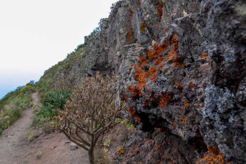 Pico verde hiking trail längs en brant klippning i teno bergsutbredningsområde. lichen på rock arkivfoton