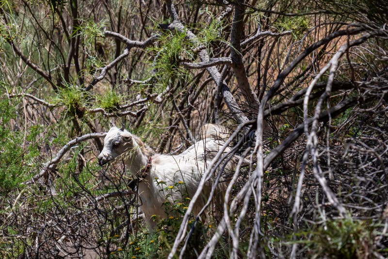 Pico verde la vild get i den täta tropiska skogen i teno bergsutbredningen, kronärtskökens utbredningsområde arkivbild