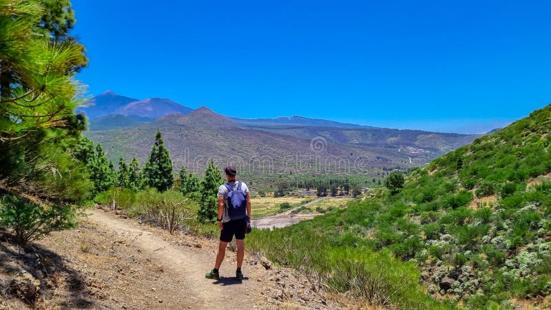 Pico verde man med scenvy på vulcano pico del teide omgiven av kanariska pinjeträdsskogteno bergstenerife arkivbilder