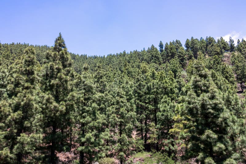 Pico verde panoramic view on the lush green canary pine tree forest on the hiking trail to pico verde tenerife. arkivbilder