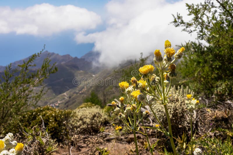 Pico verde selektiv fokusering på blomning av gul blomma i teno bergsmassiva, tenerife canary Islands spain. arkivbilder