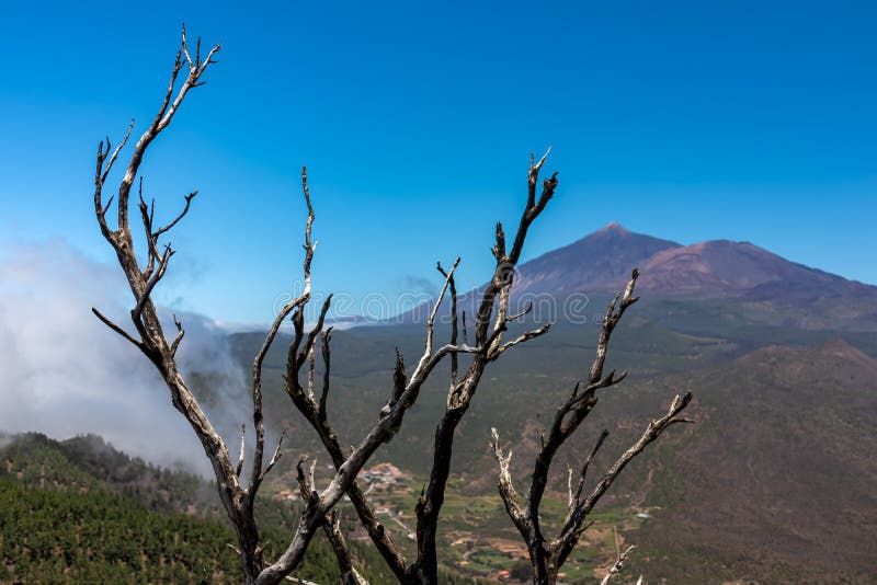 Pico verde selektivt fokus på brända trädgrenar med scenvy på vulcano pico del teide teno bergssefterliv fotografering för bildbyråer