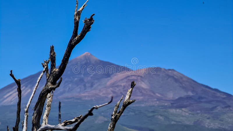 Pico verde selektivt fokus på brända trädgrenar med scenvy på vulcano pico del teide teno bergssefterliv royaltyfria foton