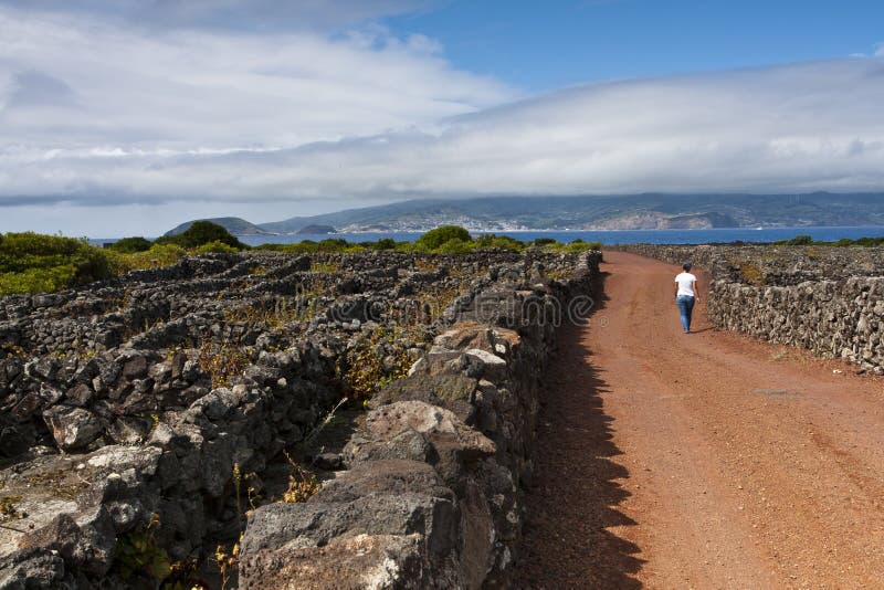 Vineyards corrals on pico island with faial island at background, these stone made corrals are classified by unesco as world heritage, they were built to protect the vines (grapes) from wind and sea salt. Vineyards corrals on pico island with faial island at background, these stone made corrals are classified by unesco as world heritage, they were built to protect the vines (grapes) from wind and sea salt