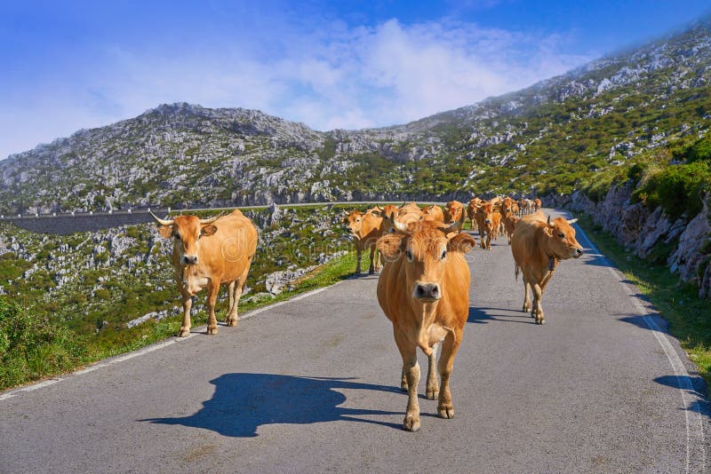 Picos de Europa in Asturias cows on the road Spain