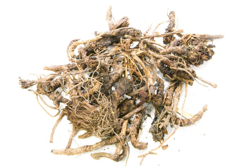 Picrorrhiza kurroa Benth stock photos