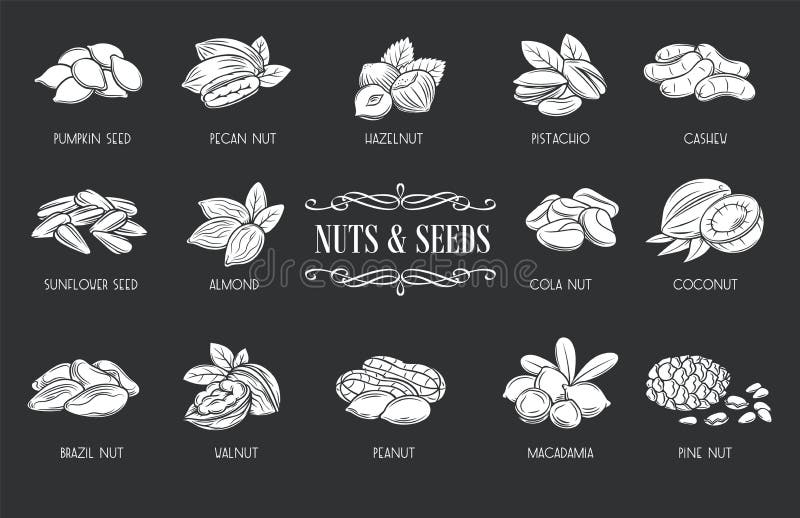 Pictograme din fructe și semințe de glif. semințe de arahide și de floarea-soarelui cu un vector alb ilustrat cu un vector negru. fistic cashew coconut hazelnut și macadamia. stil retro.