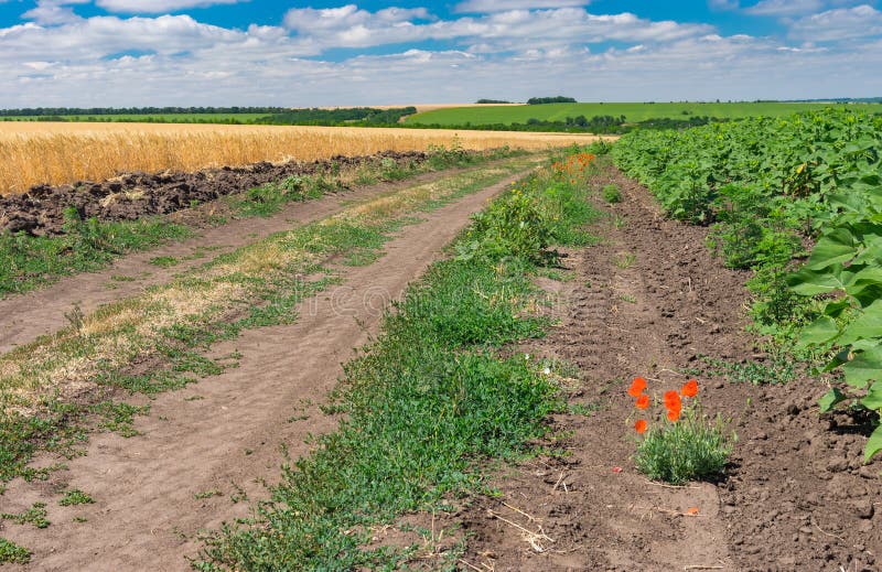 Pictorial landscape with an earth road among unripe sunflower and wheat agricultural fields stock images Pictorial landscape with an earth road among unripe sunflower and wheat agricultural fields stock images