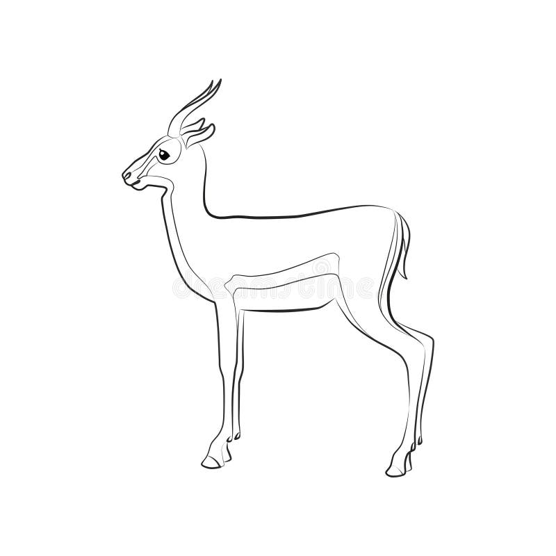 gazelle 34