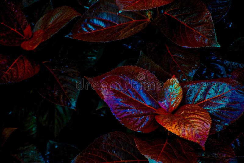 Picture of Amazing multicolored leaves in rainy season captured in India royalty free stock image Picture of Amazing multicolored leaves in rainy season captured in India royalty free stock image