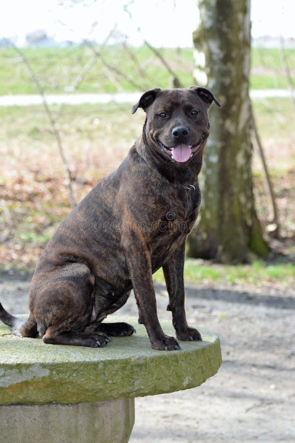 amstaff vs rottweiler