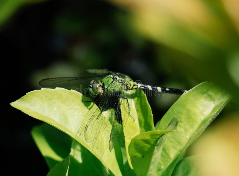 A picture of beautiful blue dragonfly stock photos A picture of beautiful blue dragonfly stock photos