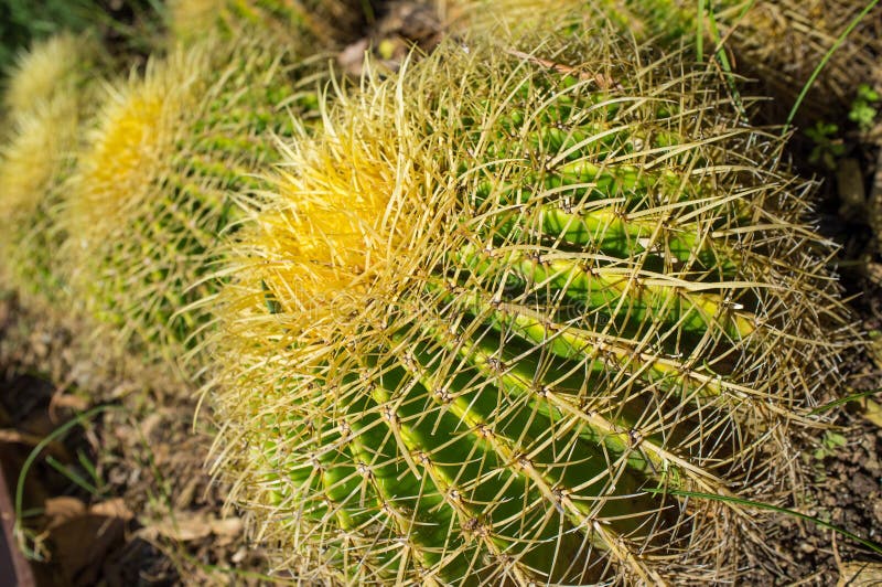 Cactus close-up royalty free stock images