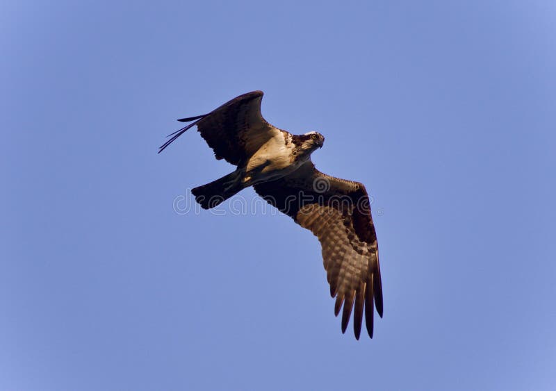 Picture with a Beautiful Hawk Flying Stock Photo Image of flying