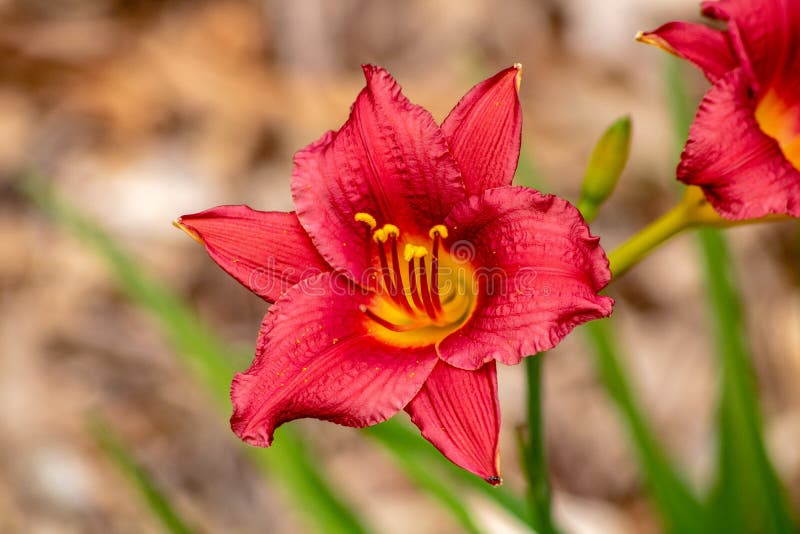 Red lilies stock photo. Image of beauty, blooming, floral 39739270
