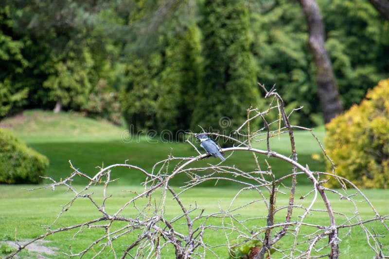 A Picture Of A Belted Kingfisher Perching On The Branch. Stock Photo - Image of belted, blue ...