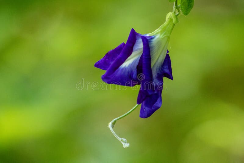 Blue pea vine stock image. Image of nature, botanical 128023407
