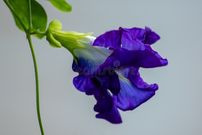 Blue pea vine stock image. Image of bloom, leaves, blossom 128023419