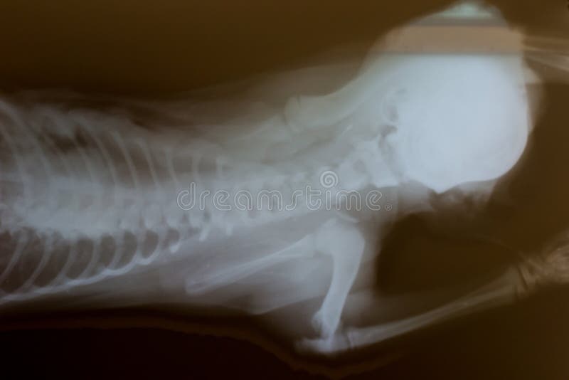 Thoracic cavity by dog stock photo. Image of bones, organs 21261750