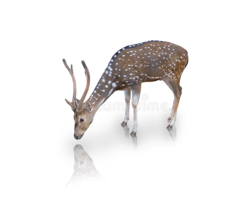 A picture of chital or spotted deer isolated on white background. Cheetal illustrations
