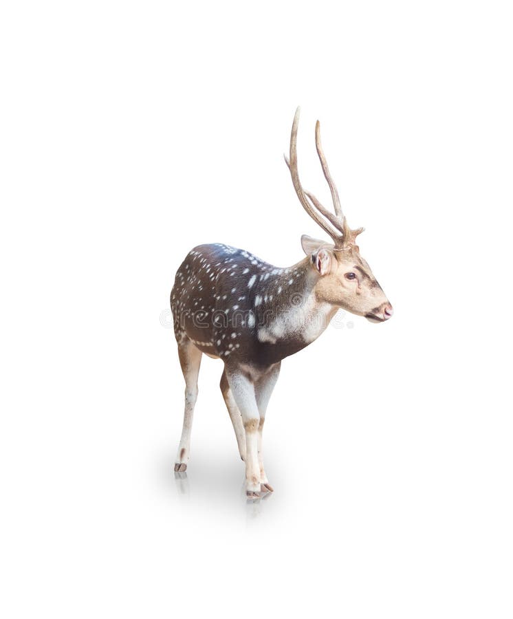 A picture of chital or spotted deer isolated on white background. Cheetal illustrations
