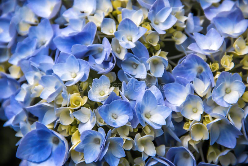 Closeup of a blue hydrangea growing in the summer stock image Closeup of a blue hydrangea growing in the summer stock image