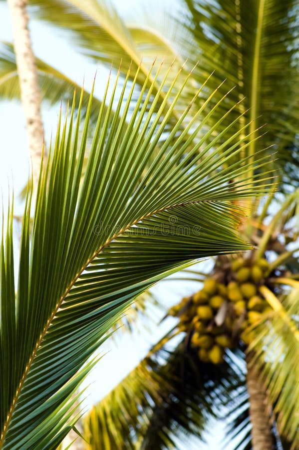 Picture of coconut palm